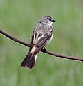 Profile Picture of Chapada flycatcheron Wikipedia