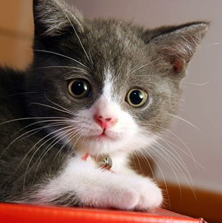 Profile Picture of Lisa Lavertue (@llavertue) on Facebook