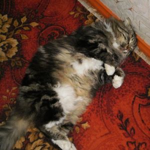 Profile Picture of Marianela (@imao-imao) on Myspace