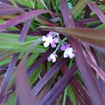 Profile Picture of Chris Ingle (@kiplingloveschrysanthemum) on Instagram