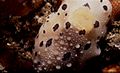 Profile Picture of Mandela's nudibranchon Wikipedia