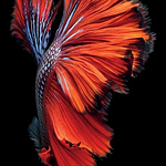 Profile Picture of Hung tran quoc (@hungtranquoc) on Flickr