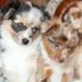 Profile Picture of Stephanie Berndt (@berndtspgh) on Pinterest