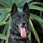 Profile Picture of Jason Ivins (@snivirj) on Instagram