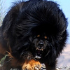 Profile Picture of Rudy Gibson (@dolphbear) on Flickr