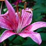 Profile Picture of Terry Whiteman-Horner (@whitemanhorner) on Instagram