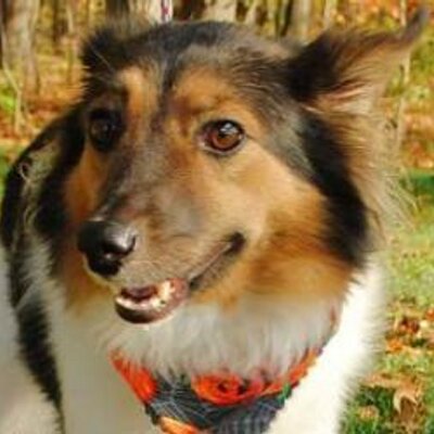 Profile Picture of Dianne Read Stucki (@diannestucki) on Twitter