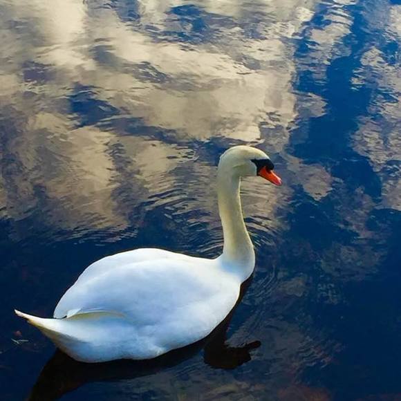 Profile Picture of Michele Hokinson (@mhokinson) on Poshmark