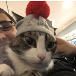 Profile Picture of Chuck Norris Russo (@chucknorrisrusso) on Instagram