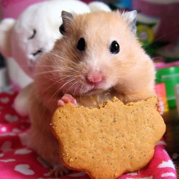 Profile Picture of Natasha Rogacheva (@islandnms) on Poshmark