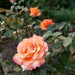 Profile Picture of Steve Cale (@ridgewoodgardens) on Instagram