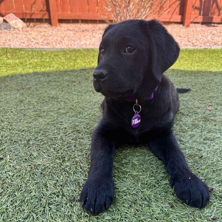 Profile Picture of Violet (@raising.violet) on Tiktok