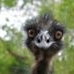 Profile Picture of Antonio Pinter (@antonio.pinter.7) on Facebook
