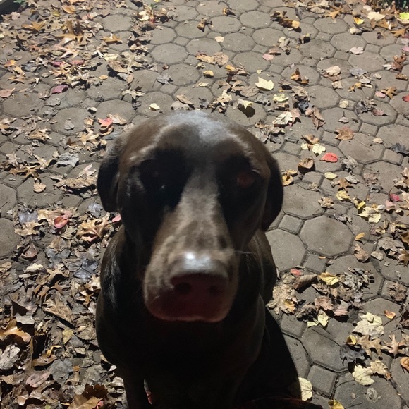 Profile Picture of Ashley Hopta (@ashleyhopta) on Poshmark