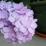 Profile Picture of Julia Zakariyya (@julitheweird) on Instagram