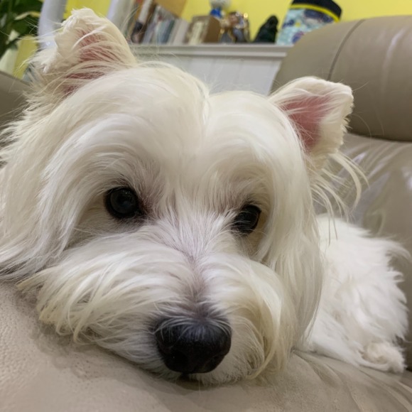 Profile Picture of Chang Hsuan (@kitty19930529) on Poshmark