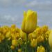 Profile Picture of Nancy DeVries (@passionoffleas) on Pinterest