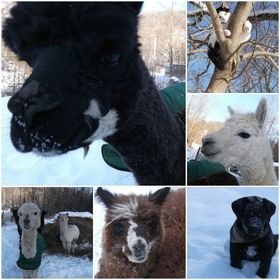 Profile Picture of Jennifer @Flyingkfarmcsa (@jenniferknutson) on Pinterest