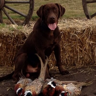 Profile Picture of Dave Chamberlin (@ChamberlinDave) on Twitter