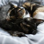 Profile Picture of Franklin_Monty_Clea_Yuki (@the_rescue_clowder) on Instagram