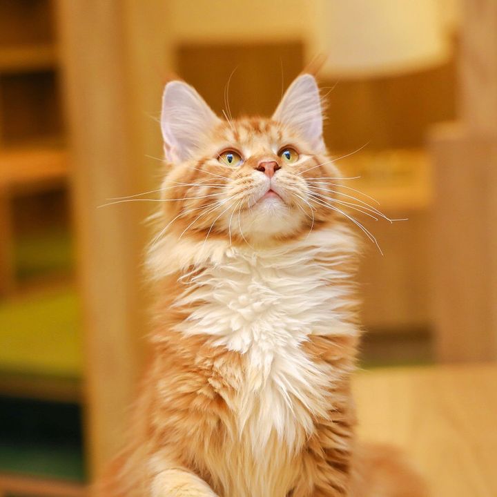 Profile Picture of Cute Cats (@thomascutecats) on Tiktok