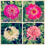 Profile Picture of Michele Riney (@linsampha) on Instagram