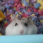 Profile Picture of Kirby Smart (Hamster Version) (@kirbysmarthamster) on Instagram