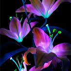 Profile Picture of Krystan Clisson (@Krystan-Clisson) on Facebook