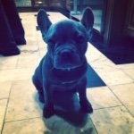 Profile Picture of Chloe Saint James 🐶🐾 (@chloeb_thefrenchy) on Instagram