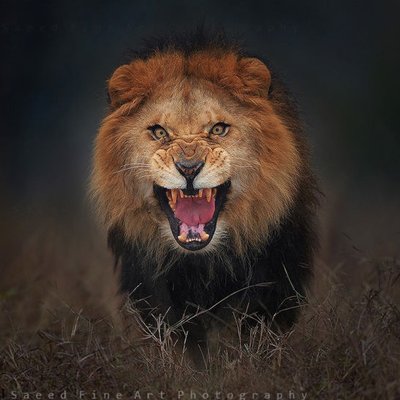 Profile Picture of IvanPuga (@IvanPuga10) on Twitter