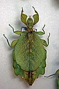 Profile Picture of Chitoniscuson Wikipedia