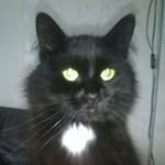 Profile Picture of David Nutty (@davidnutty) on Instagram