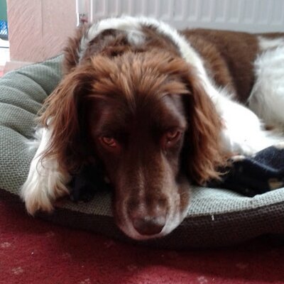 Profile Picture of Kevin Frost  💙 (@g1bwt) on Twitter
