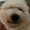 Profile Picture of Joseph Chun (@jjosephchunn) on Tiktok