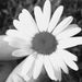 Profile Picture of Pam Allison (@hangtenmum) on Pinterest