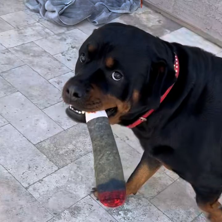 Profile Picture of Malcolm (@malcolm.pr) on Tiktok