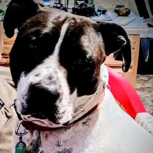 Profile Picture of Charlie (@paulaelder) on Tiktok