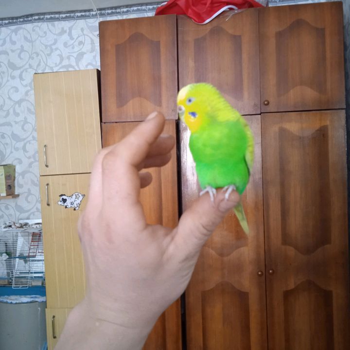 Profile Picture of Андрей Пархоменко408 (@andrewparkhomenco) on Tiktok