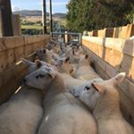 Profile Picture of Toby Adamson (@cairnieslivestock) on Instagram