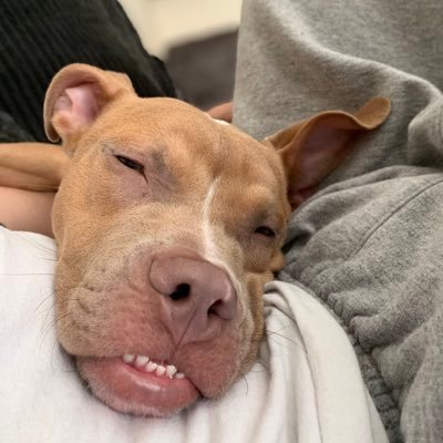 Profile Picture of Nick Wilson (@nickwilson205) on Twitter