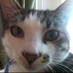 Profile Picture of IRiE Steve (@iRiEinHB) on Twitter