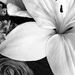 Profile Picture of Jean Blackwell (@jeanhblackwell) on Pinterest