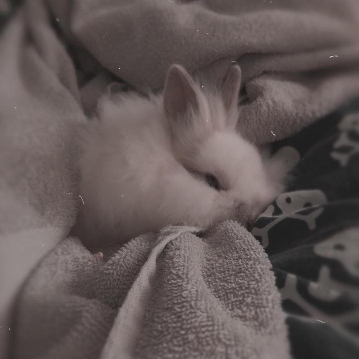 Profile Picture of (: (@@davidspet) on Tiktok