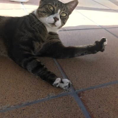 Profile Picture of The Cat (Meow) (@GeoffGibbons3) on Twitter