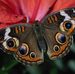 Profile Picture of Apurva Dalal (@apurva.dalal.9) on Facebook