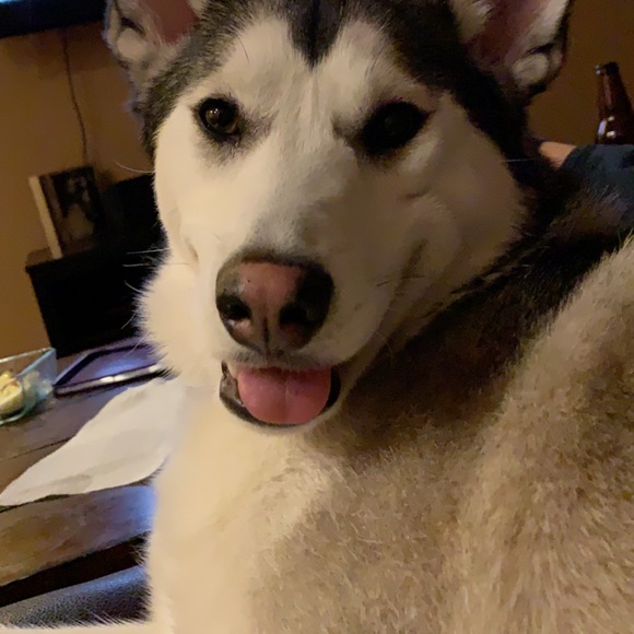 Profile Picture of Noelle Graham (@njgraham2) on Poshmark