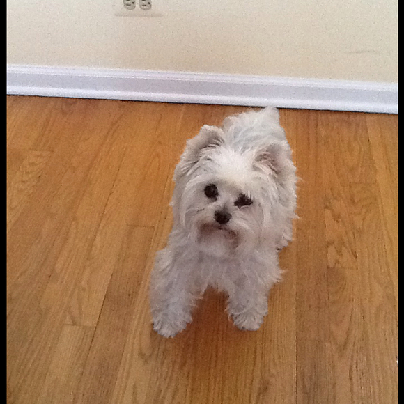 Profile Picture of Carolyn Cece (@beargie) on Poshmark