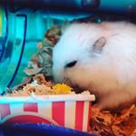 Profile Picture of Sophia Peng (@susankoalaboi4) on Instagram