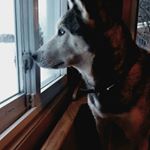 Profile Picture of dominic.jason.cecchetto (@dominic.jason.cecchett) on Instagram