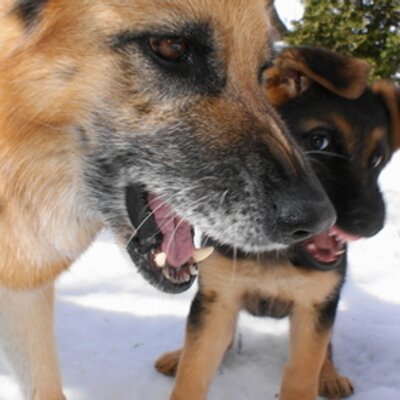 Jeff Cossette - Twitter Profile Picture of Jeff Cossette (@GoodogLola) on Twitter